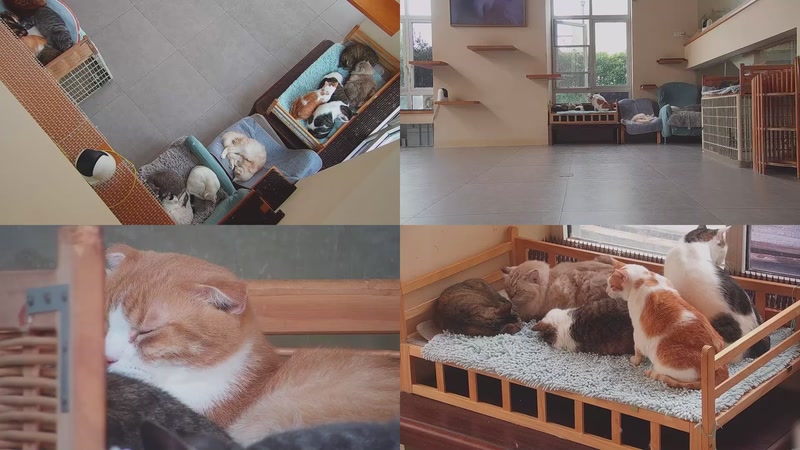 【2025-11-01 09点场】喵放送：喵放送☀️喵呜~