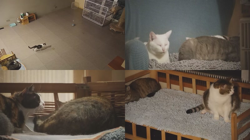 【2025-11-01 03点场】喵放送：喵放送☀️喵呜~