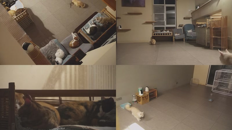 【2025-10-31 21点场】喵放送：喵放送☀️喵呜~