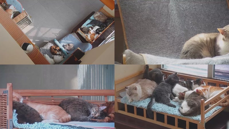 【2025-11-01 13点场】喵放送：喵放送☀️喵呜~