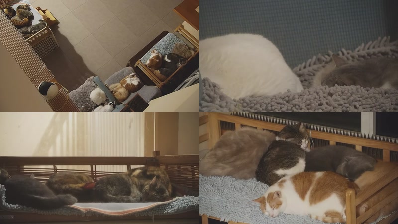 【2025-11-02 05点场】喵放送：喵放送☀️喵呜~