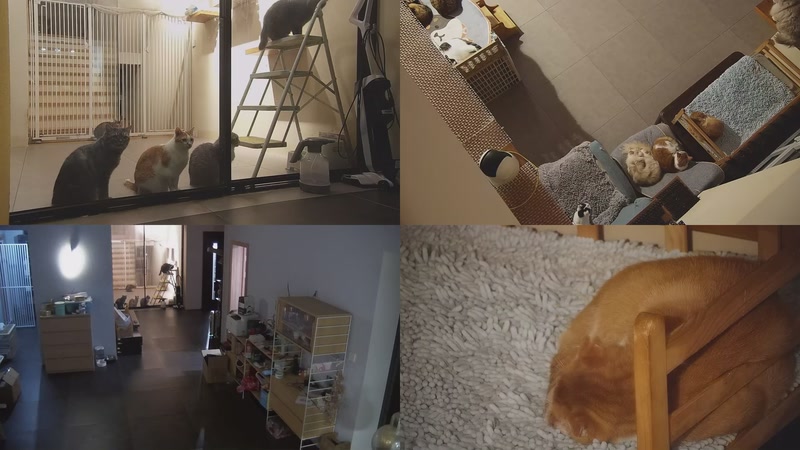 【2025-11-02 19点场】喵放送：喵放送☀️喵呜~