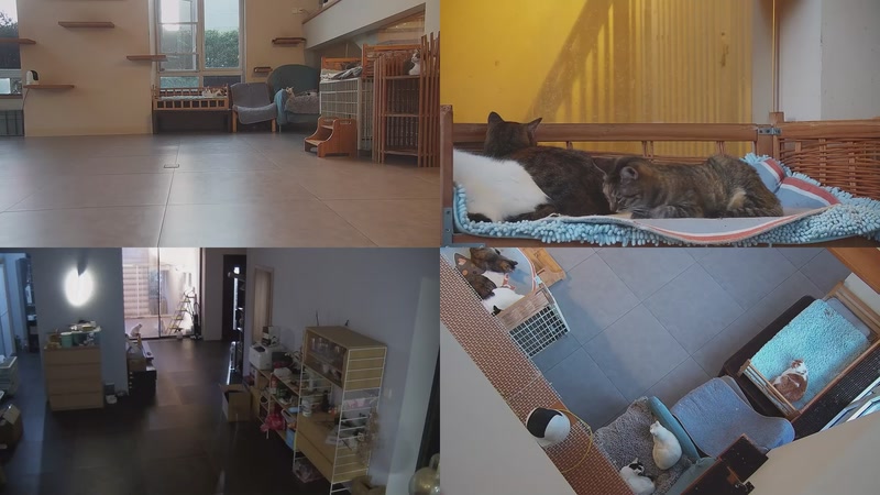 【2025-11-02 17点场】喵放送：喵放送☀️喵呜~