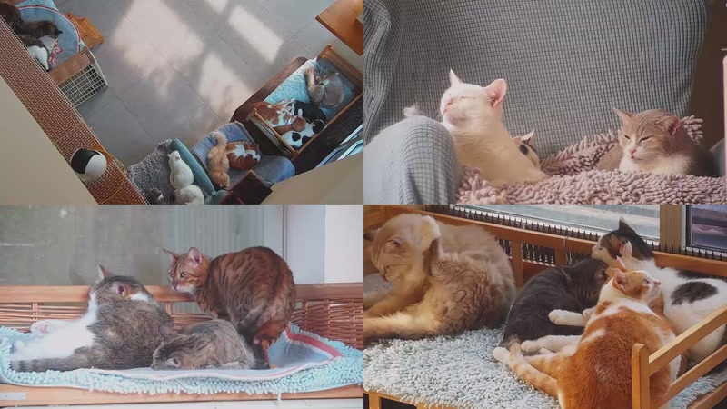 【2025-11-02 09点场】喵放送：喵放送☀️喵呜~