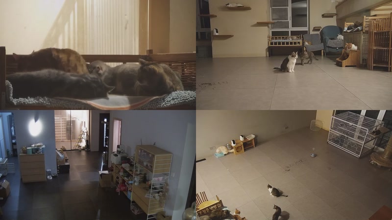 【2025-11-02 21点场】喵放送：喵放送☀️喵呜~