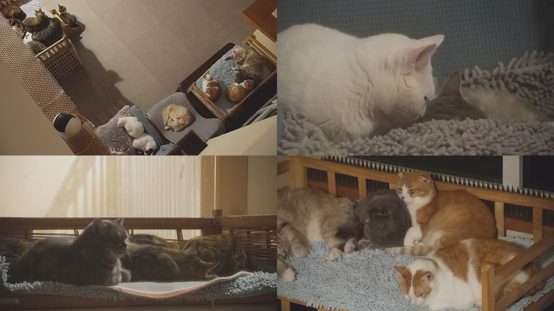 【2025-11-02 01点场】喵放送：喵放送☀️喵呜~