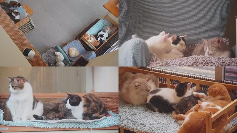 【2025-11-02 07点场】喵放送：喵放送☀️喵呜~