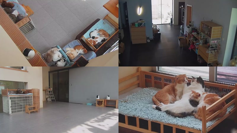 【2025-11-02 11点场】喵放送：喵放送☀️喵呜~