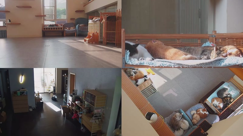 【2025-11-02 15点场】喵放送：喵放送☀️喵呜~