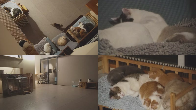 【2025-11-01 23点场】喵放送：喵放送☀️喵呜~