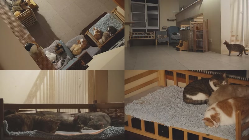 【2025-11-03 05点场】喵放送：喵放送☀️喵呜~