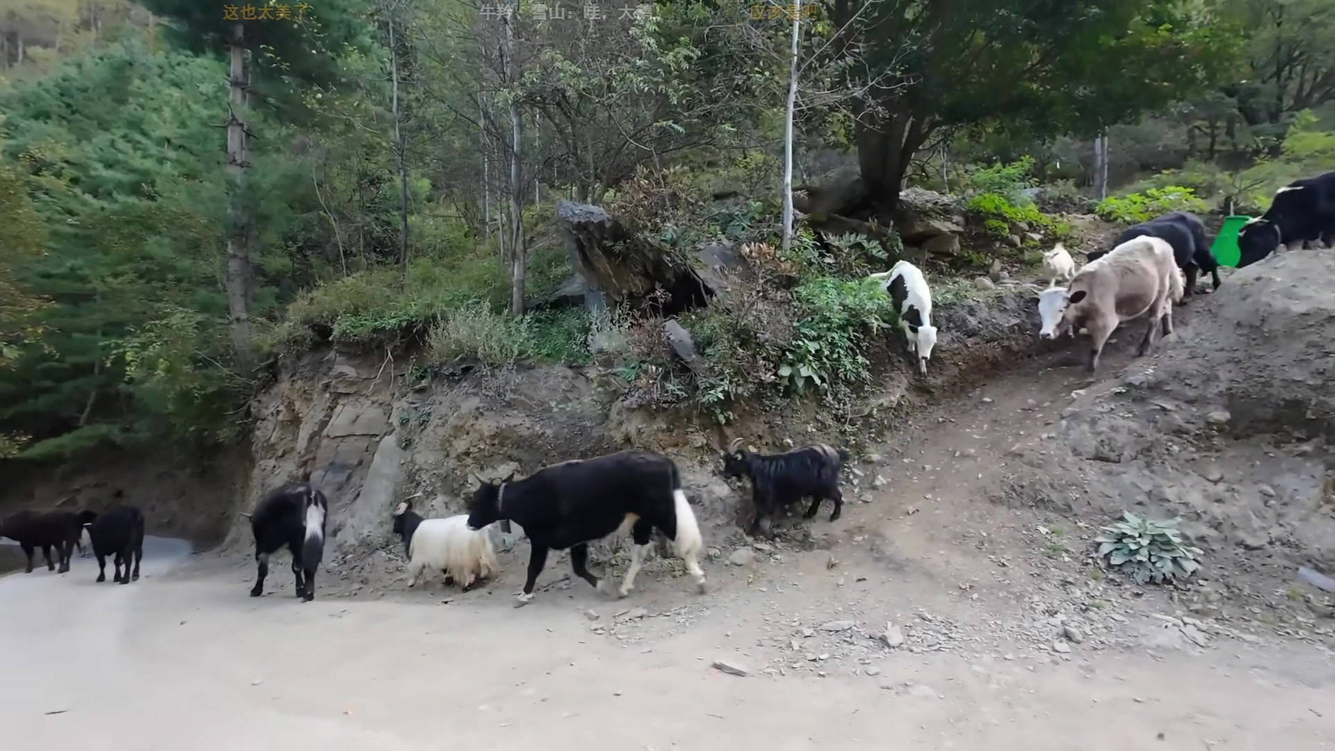 【2025-11-03 17点场】工口工口工口：好冷好冷要冬眠了晚安大家