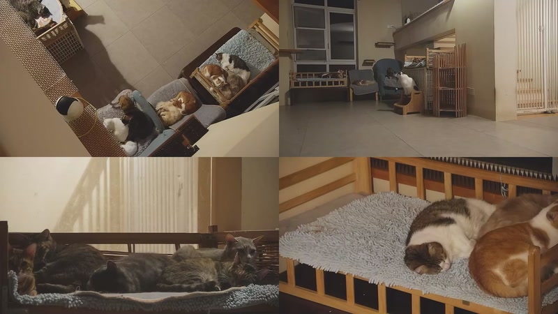 【2025-11-03 03点场】喵放送：喵放送☀️喵呜~