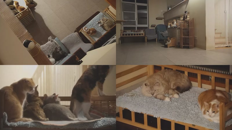 【2025-11-03 01点场】喵放送：喵放送☀️喵呜~