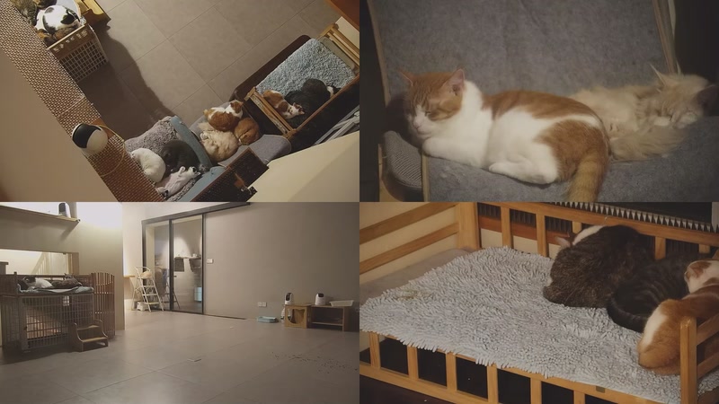 【2025-11-02 23点场】喵放送：喵放送☀️喵呜~