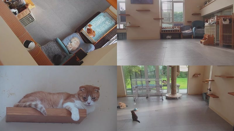 【2025-11-03 15点场】喵放送：喵放送☀️喵呜~