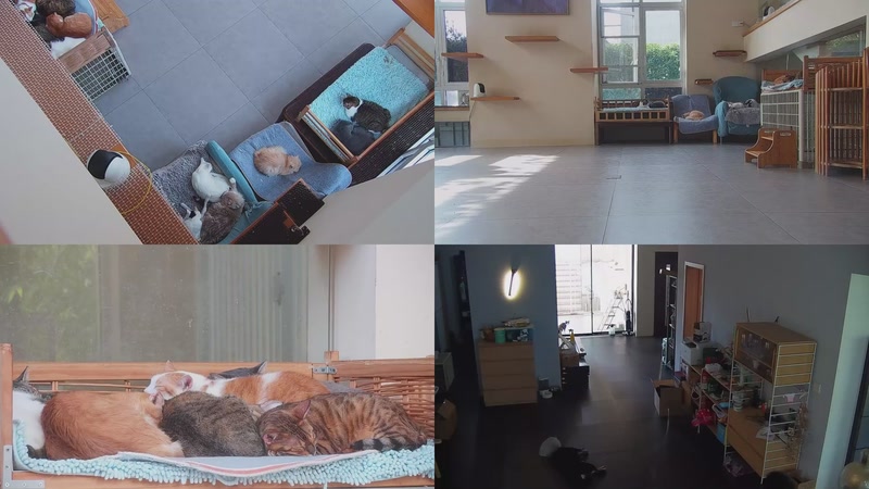 【2025-11-03 11点场】喵放送：喵放送☀️喵呜~