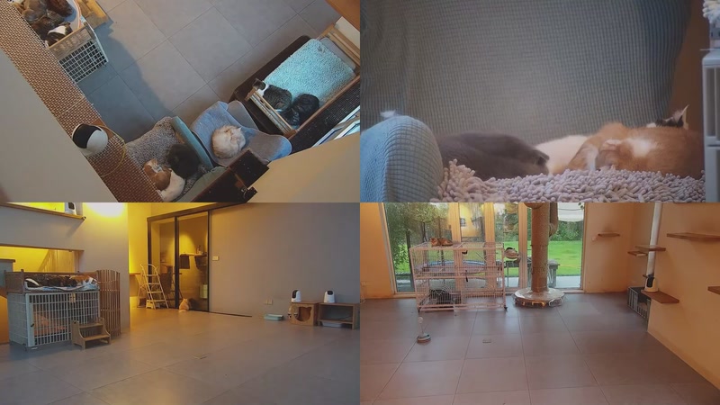 【2025-11-03 17点场】喵放送：喵放送☀️喵呜~