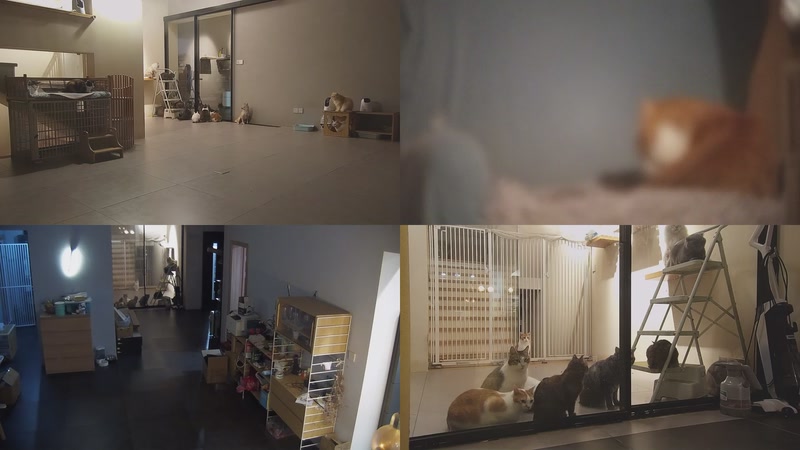 【2025-11-03 19点场】喵放送：喵放送☀️喵呜~