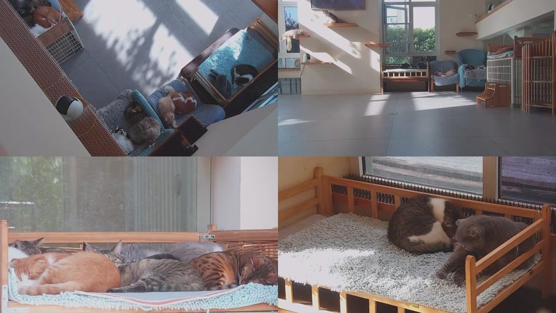 【2025-11-03 09点场】喵放送：喵放送☀️喵呜~