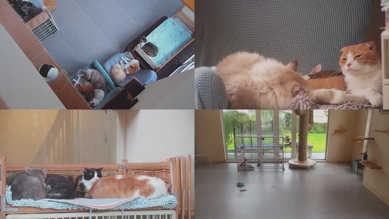 【2025-11-04 07点场】喵放送：喵放送☀️喵呜~