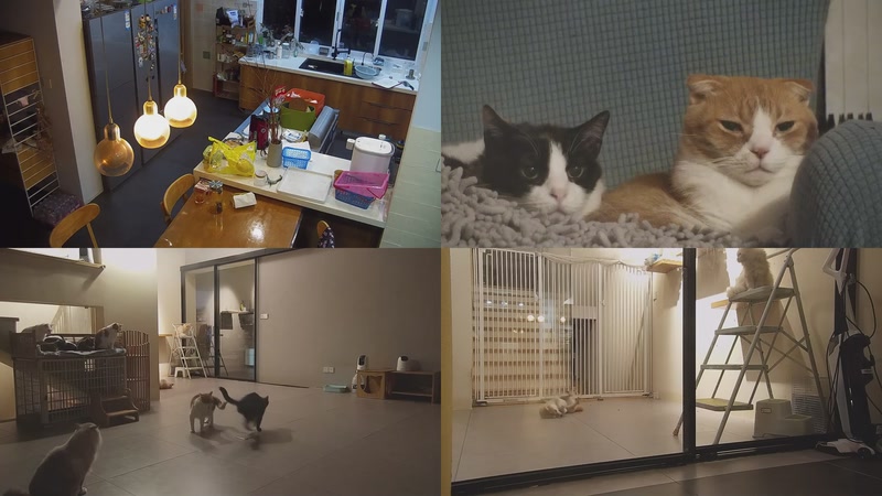 【2025-11-04 19点场】喵放送：喵放送☀️喵呜~