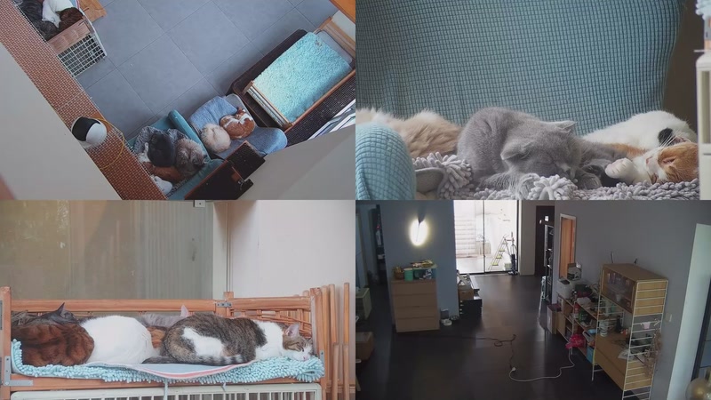 【2025-11-04 13点场】喵放送：喵放送☀️喵呜~