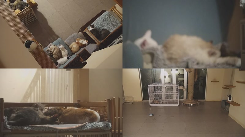 【2025-11-04 03点场】喵放送：喵放送☀️喵呜~