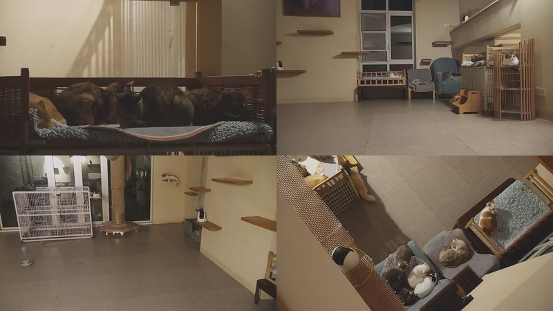 【2025-11-03 23点场】喵放送：喵放送☀️喵呜~