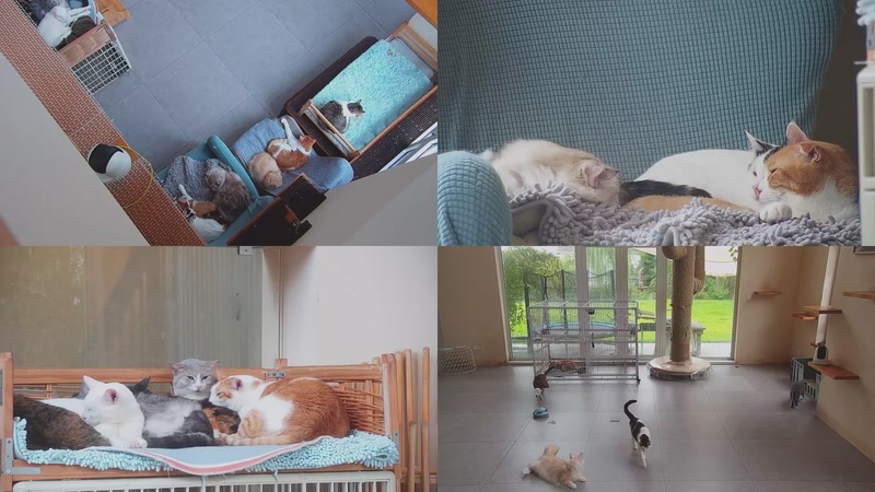 【2025-11-04 09点场】喵放送：喵放送☀️喵呜~