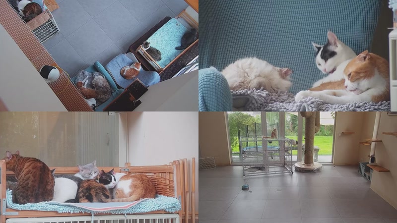 【2025-11-04 11点场】喵放送：喵放送☀️喵呜~