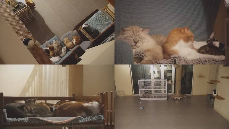 【2025-11-04 05点场】喵放送：喵放送☀️喵呜~