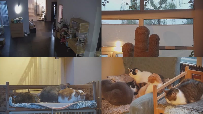 【2025-11-04 17点场】喵放送：喵放送☀️喵呜~