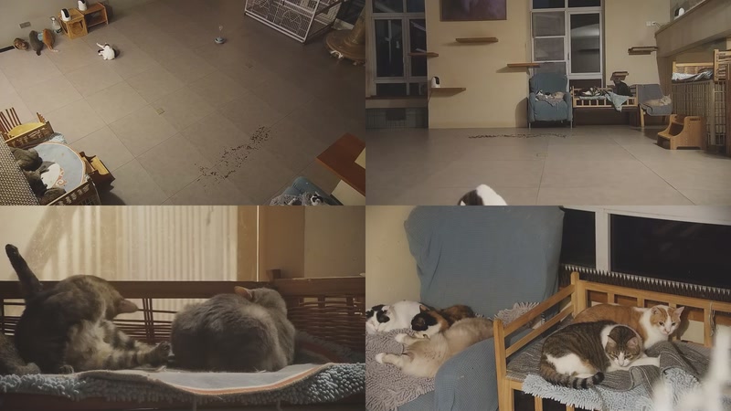 【2025-11-04 21点场】喵放送：喵放送☀️喵呜~