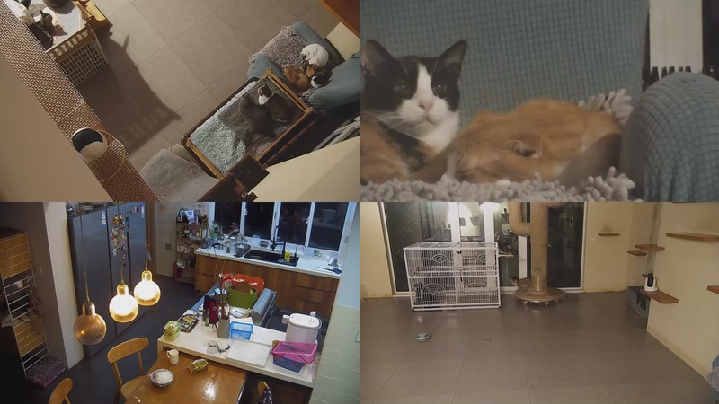 【2025-11-05 19点场】喵放送：喵放送☀️喵呜~