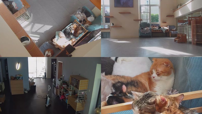 【2025-11-05 13点场】喵放送：喵放送☀️喵呜~