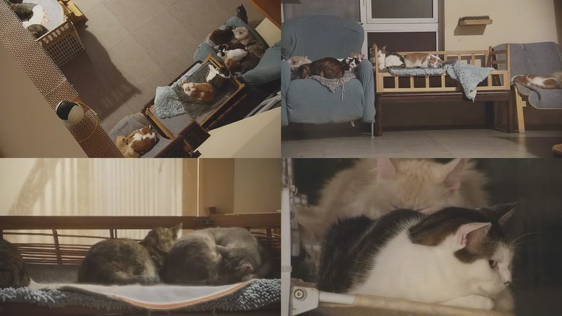 【2025-11-05 01点场】喵放送：喵放送☀️喵呜~