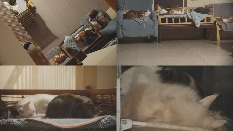 【2025-11-05 03点场】喵放送：喵放送☀️喵呜~