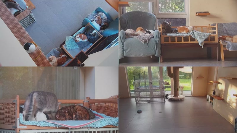 【2025-11-05 07点场】喵放送：喵放送☀️喵呜~