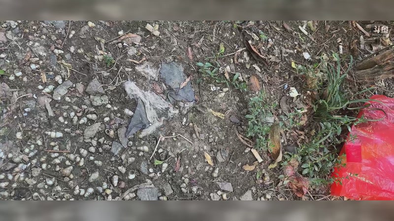 【2025-11-02 完整版】阿乐fps：勤奋的像头牛！