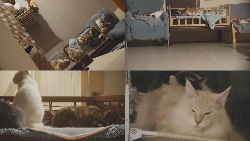 【2025-11-05 05点场】喵放送：喵放送☀️喵呜~