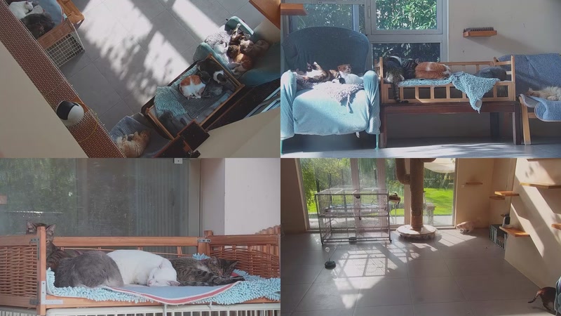 【2025-11-05 09点场】喵放送：喵放送☀️喵呜~