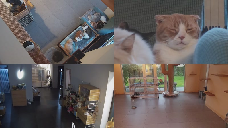 【2025-11-05 17点场】喵放送：喵放送☀️喵呜~