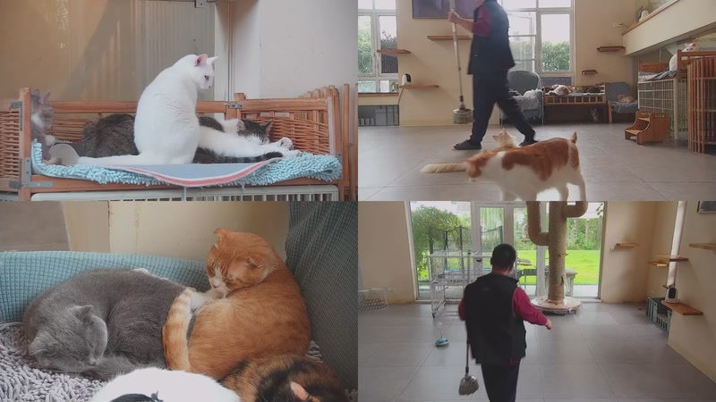 【2025-11-06 13点场】喵放送：喵放送☀️喵呜~