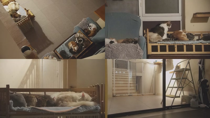 【2025-11-06 03点场】喵放送：喵放送☀️喵呜~