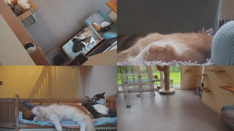 【2025-11-06 15点场】喵放送：喵放送☀️喵呜~