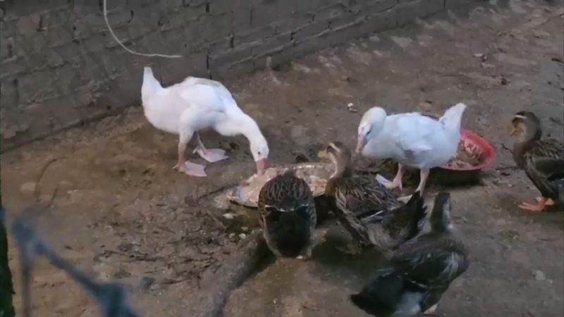 【2025-11-06 18点场】757户外：【非常互娱】757女团S7 娱乐季~