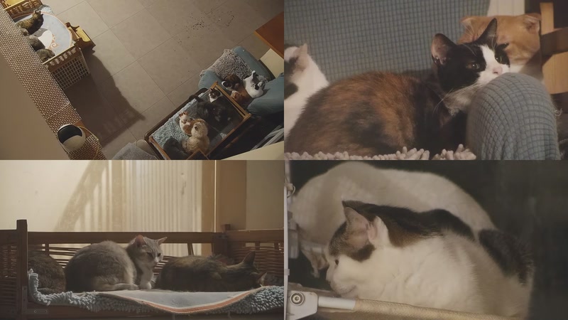 【2025-11-05 23点场】喵放送：喵放送☀️喵呜~