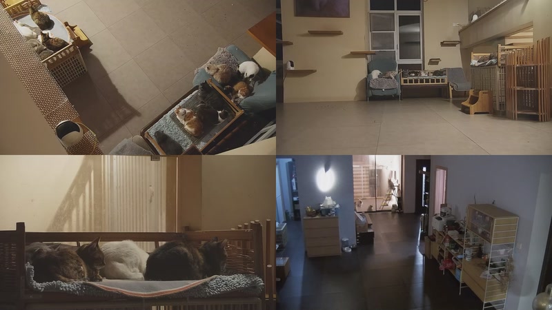 【2025-11-06 01点场】喵放送：喵放送☀️喵呜~