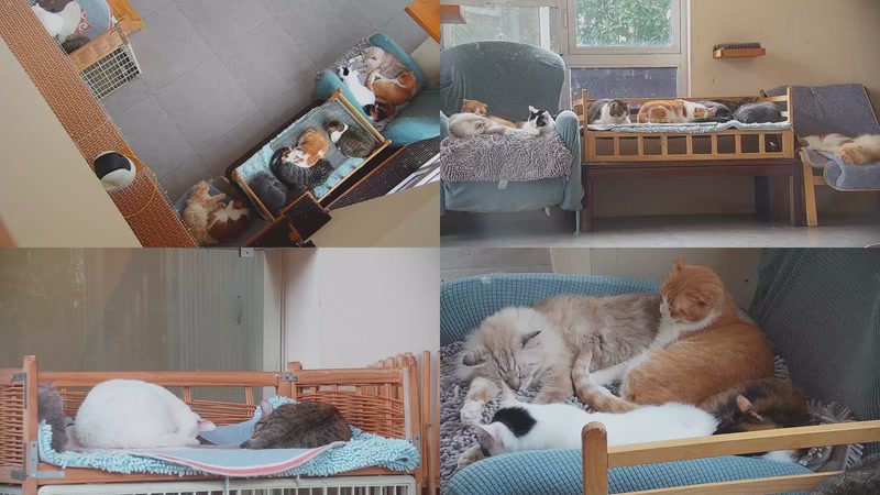 【2025-11-06 09点场】喵放送：喵放送☀️喵呜~